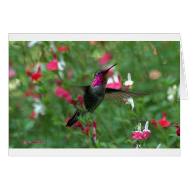 Anna's Jewel (Vorderseite (Horizontal))