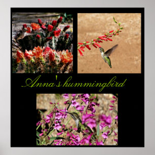 Anna's Kolibri-Collage druckt... Poster