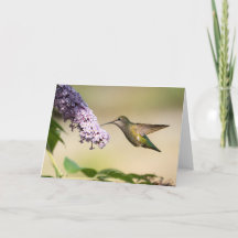 Annas Kolibri Grußkarte leer