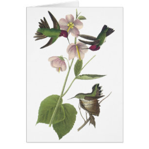 Annas Kolibri, James Audubon