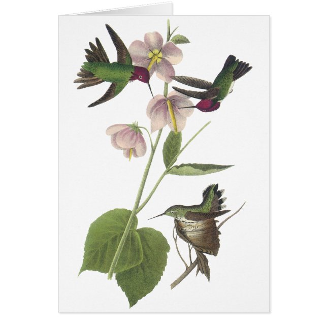 Annas Kolibri, James Audubon (Vorne)