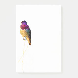 Annaskolibri-Foto 4x6 Notizblock
