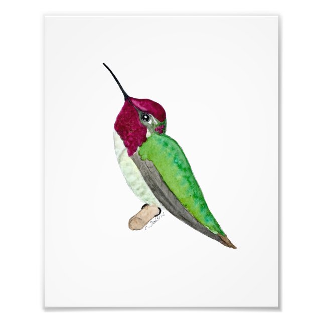 Annaskolibri Fotodruck (Vorne)