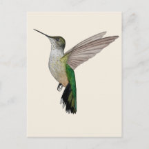 Annaskolibri