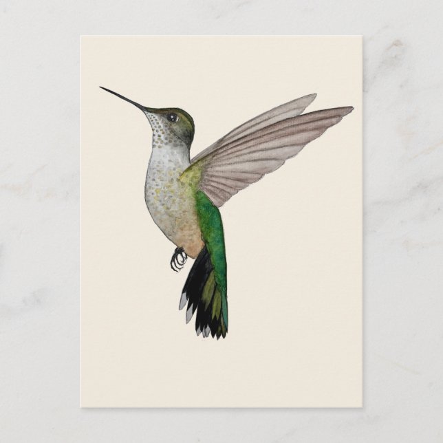 Annaskolibri Postkarte (Vorderseite)