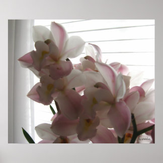 Anne's Orchid Poster