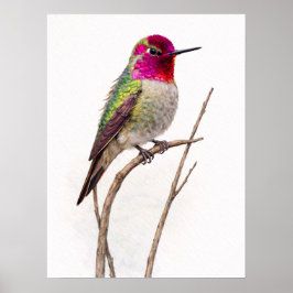 Annis Kolibri Farbiger Poster
