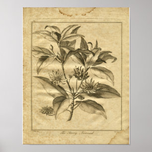Anniseed Culpeper Kräuterdruck 1817 Poster