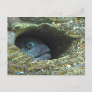 Annoyed Sentry Fish Postkarte