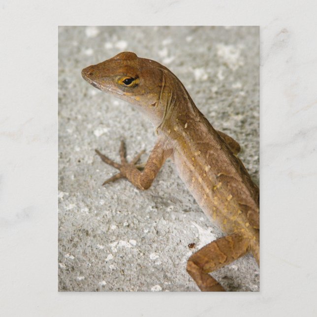 Anole #2 postkarte (Vorderseite)
