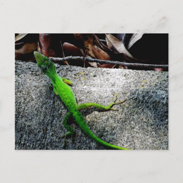 Anole 6704 postkarte (Vorderseite)