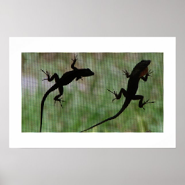 Anole Dual Poster (Vorne)