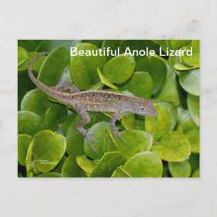 Anole Lizard in Florida Postcard Postkarte