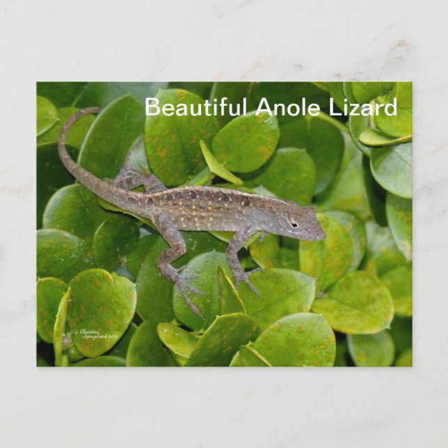 Anole Lizard in Florida Postcard Postkarte (Vorderseite)