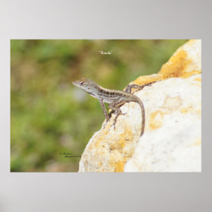 Anole Lizard Rock Poster oder Print