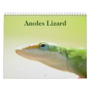 Anoles Lizard Kalender 2025