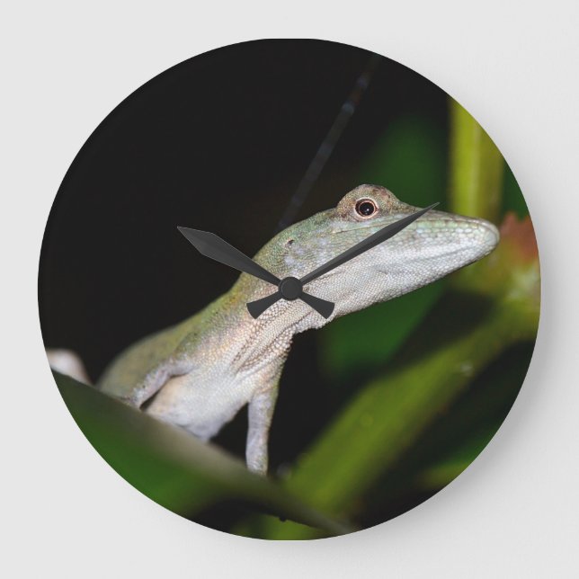 Anolis occultus clock große wanduhr (Vorderseite)