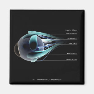 Anordnung aller Muskeln im menschlichen Auge Magnet