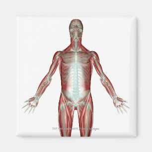 Anordnung aller Muskeln im menschlichen Körper Magnet