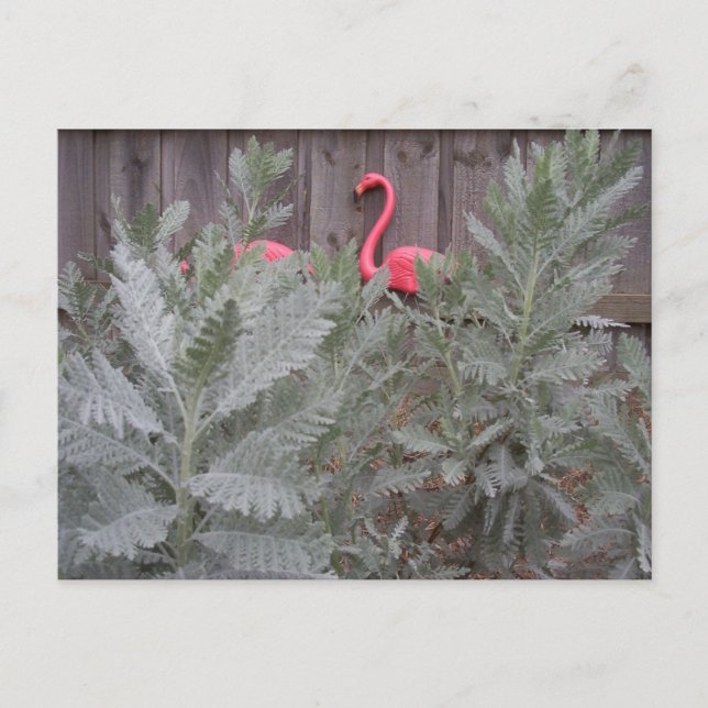 Anordnung in Grau und Rosa Postkarte (Vorderseite)