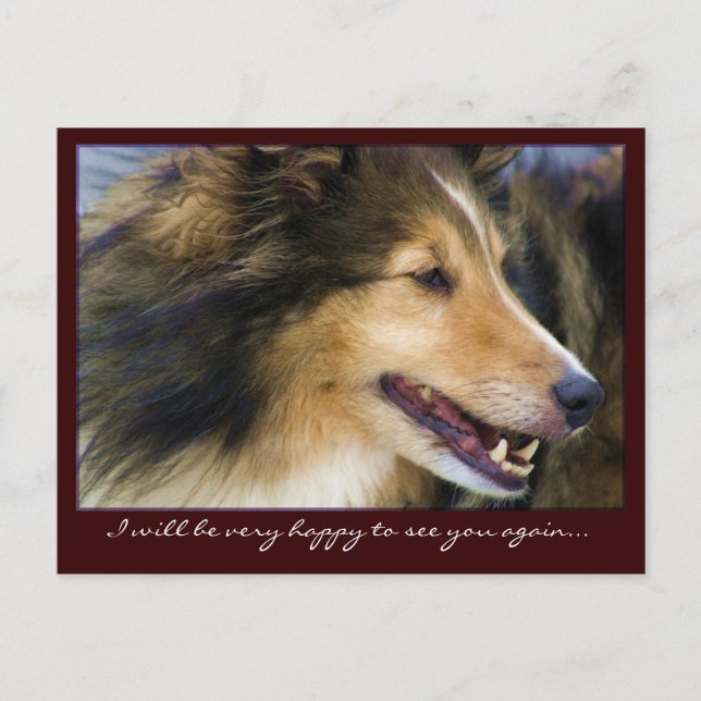 Anpassbare Collie Postkarten (Vorderseite)