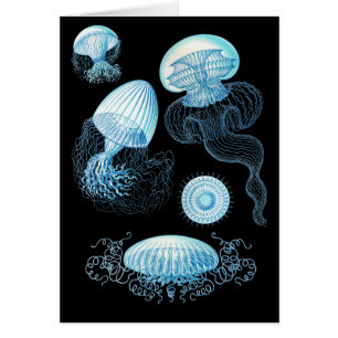 Anpassbare Haeckel Jellyfish
