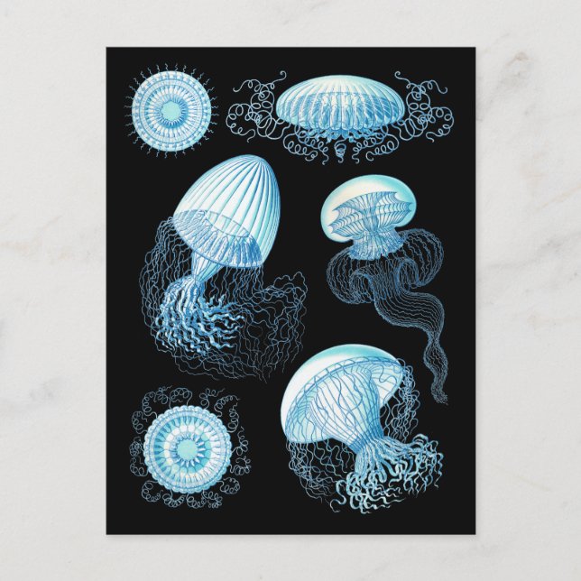Anpassbare Haeckel Jellyfish Postkarte (Vorderseite)