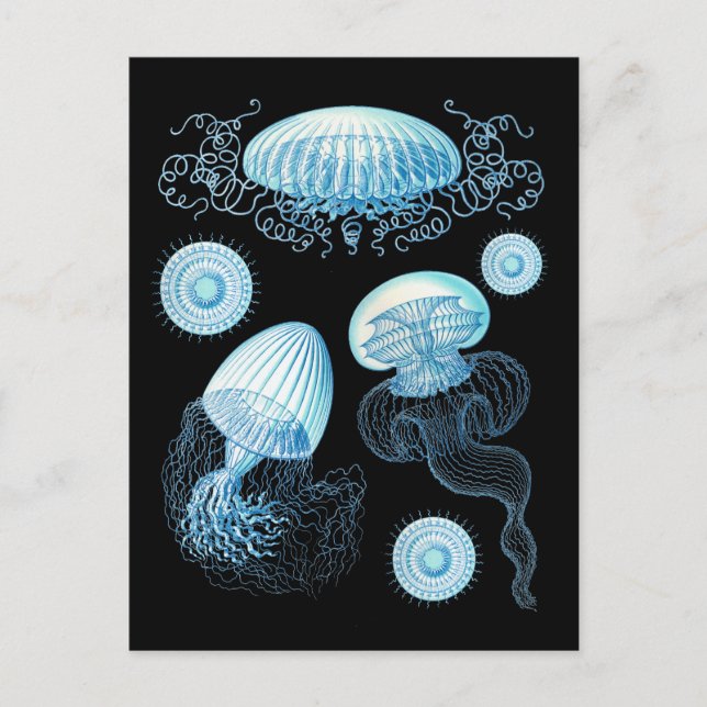 Anpassbare Haeckel Jellyfish Postkarte (Vorderseite)