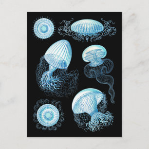 Anpassbare Haeckel Qualle Postkarte