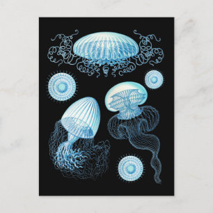 Anpassbare Haeckel Qualle Postkarte