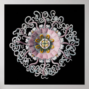 Anpassbare Vintage Haeckel Poster