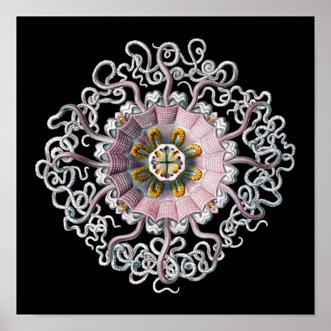 Anpassbare Vintage Haeckel Poster (Vorne)