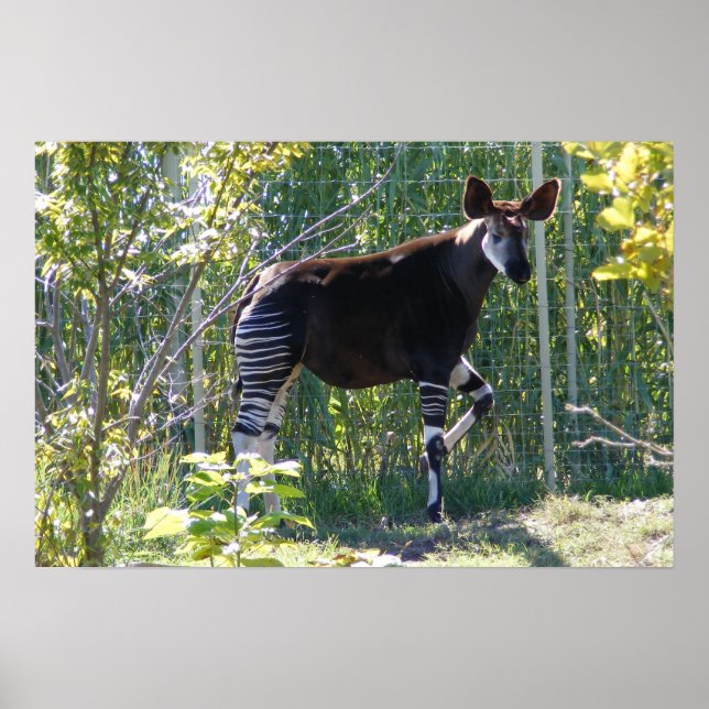 Anpassbares Okapi-Poster Poster (Vorne)