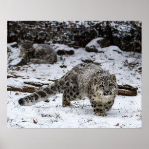 Anpirschende Vögel Schnee-Leopard-CUBs Poster