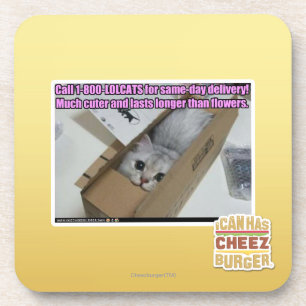 Anruf 1-800-LOLCATS Untersetzer
