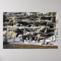 Ansammlung der Pinguine