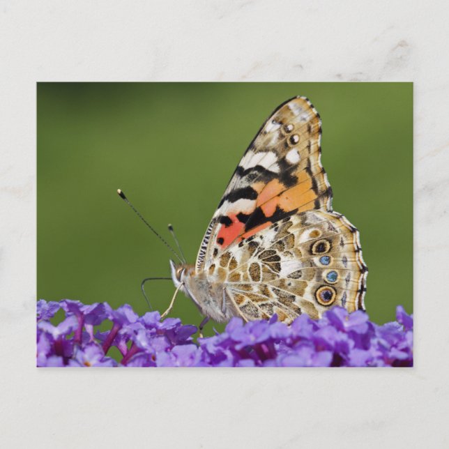 Ansammlung Nectar Postkarte (Vorderseite)