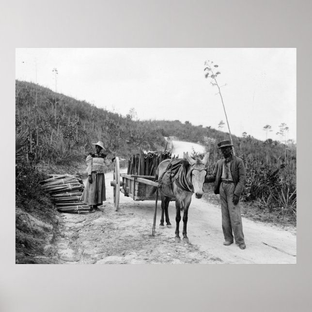 Ansammlung Sisal, Nassau, Bahama-Inseln, c1900 Poster (Vorne)