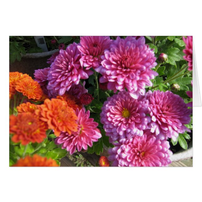 Ansammlungs-Mamas (Vorderseite (Horizontal))