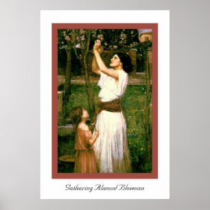 Ansammlungs-Mandel-Blüten Poster