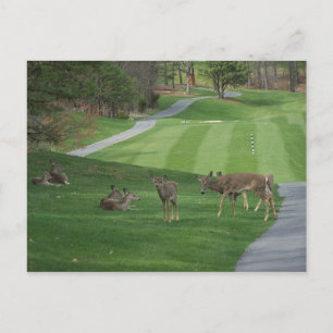 Anschauen der N-Kälte Postkarte