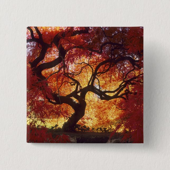 Anschluss: Darien, Japanischer Ahorn "Acer Button (Vorderseite)