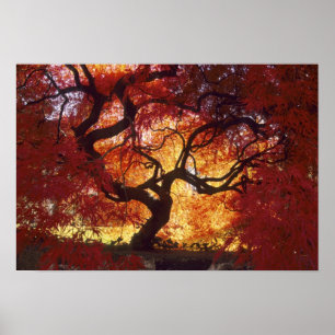 Anschluss: Darien, Japanischer Ahorn "Acer Poster