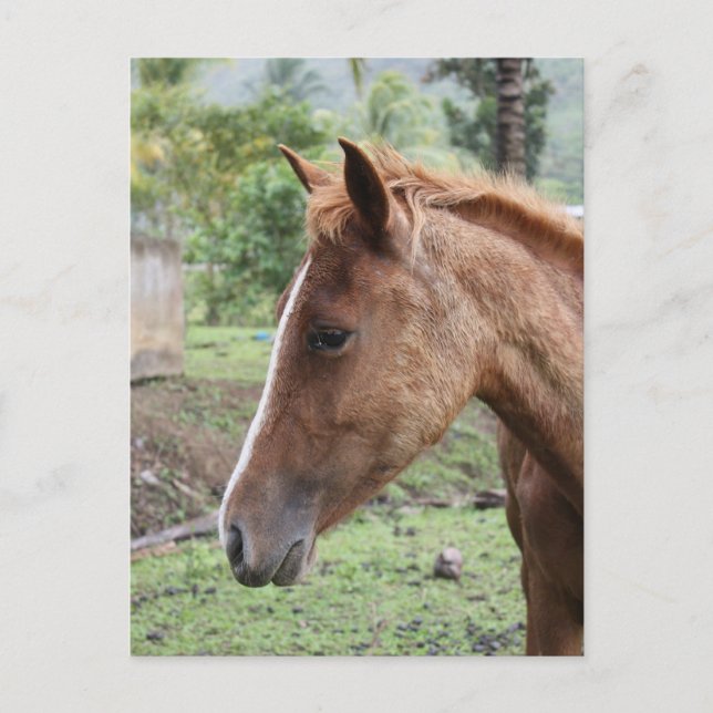 Anse Ger2 Postkarte (Vorderseite)
