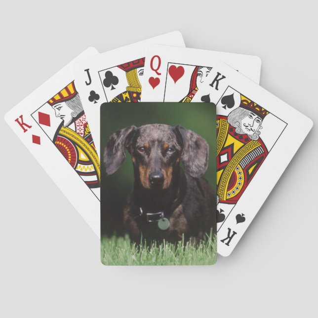 Ansicht der appelfarbenen Dackel Spielkarten (Rückseite)