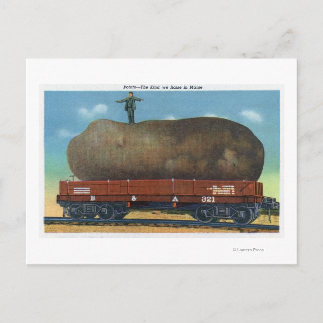 Ansicht der Art von Kartoffeln, die in Maine angeb Postkarte (Vorderseite)