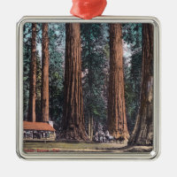 Ansicht der großen Bäume in Mariposa Waldung