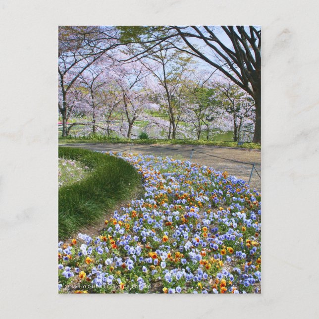 Ansicht der Kirschblüten (& Viola) Postkarte (Vorderseite)