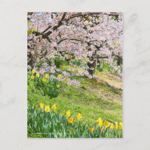 Ansicht der Kirschblüten (& Wild Daffodil) Postkarte