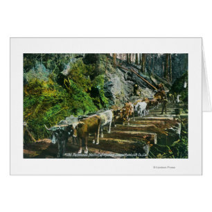 Ansicht der Ochse-Teams, die Klotz schleppen